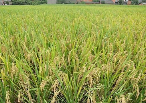 點擊查看詳細信息<br>標(biāo)題：   閱讀次數(shù)：2928